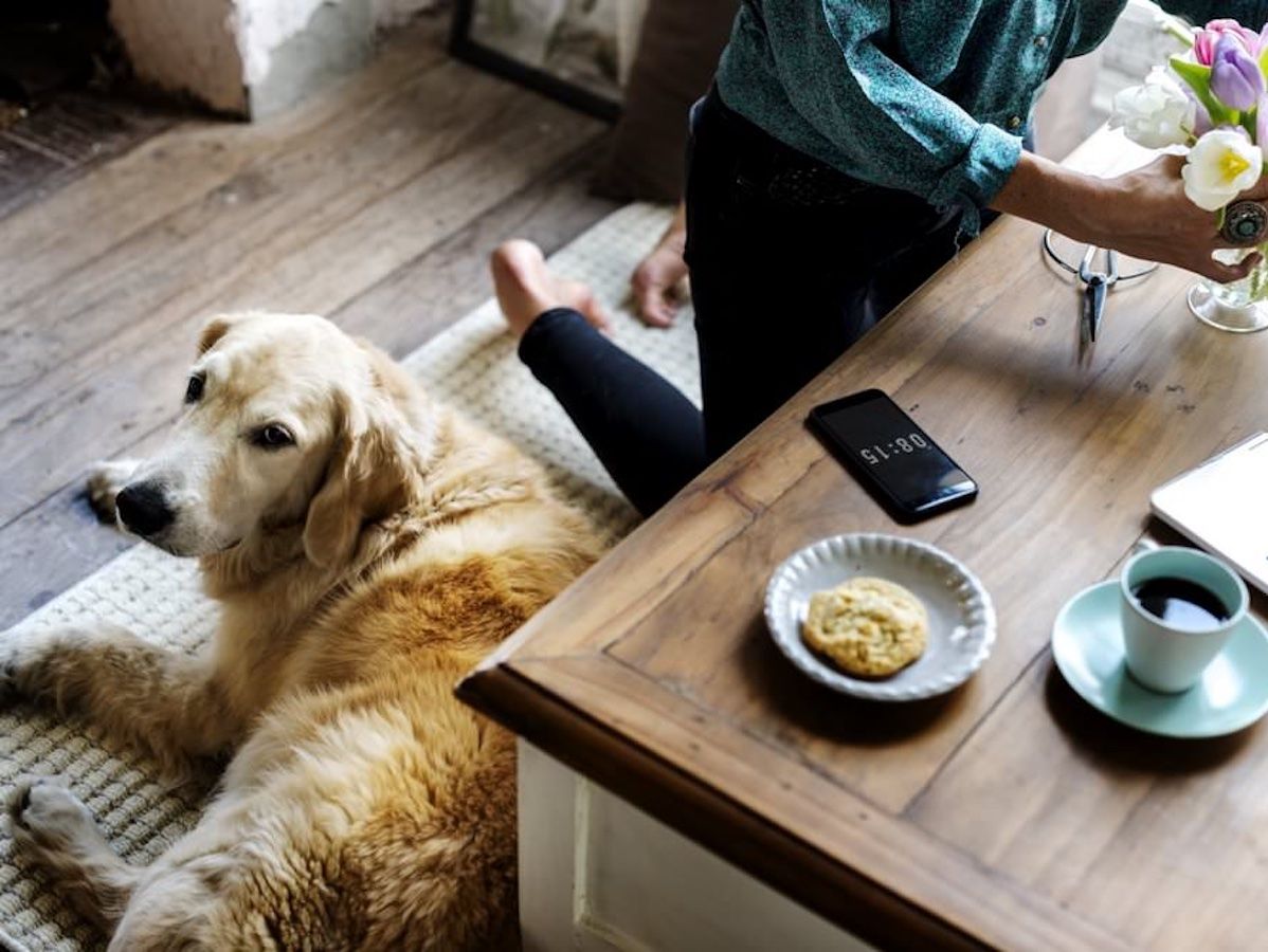 Golden Retriever em apartamento: ter ou não ter?