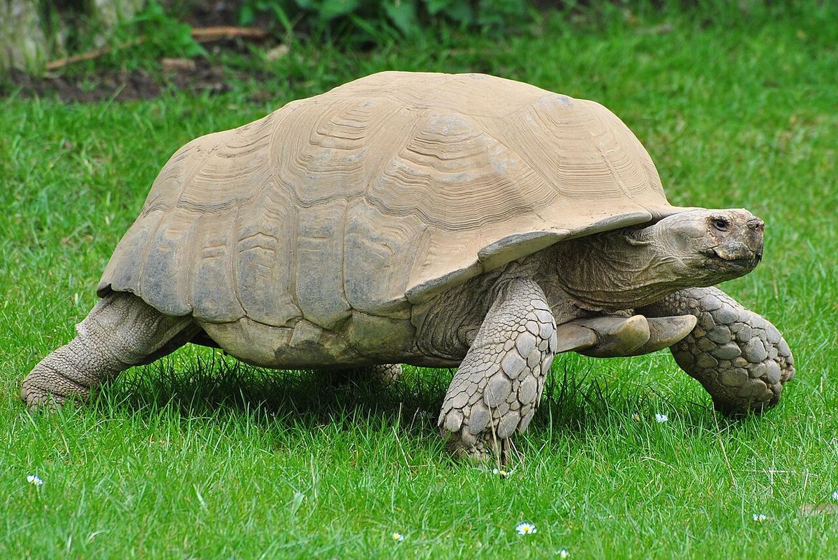 African spurred tortoise (Centrochelys sulcata)