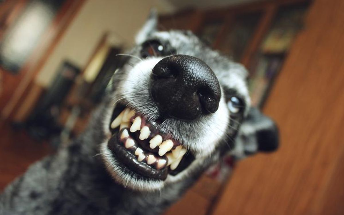 Cachorro ciumento: possessividade e proteção de recursos