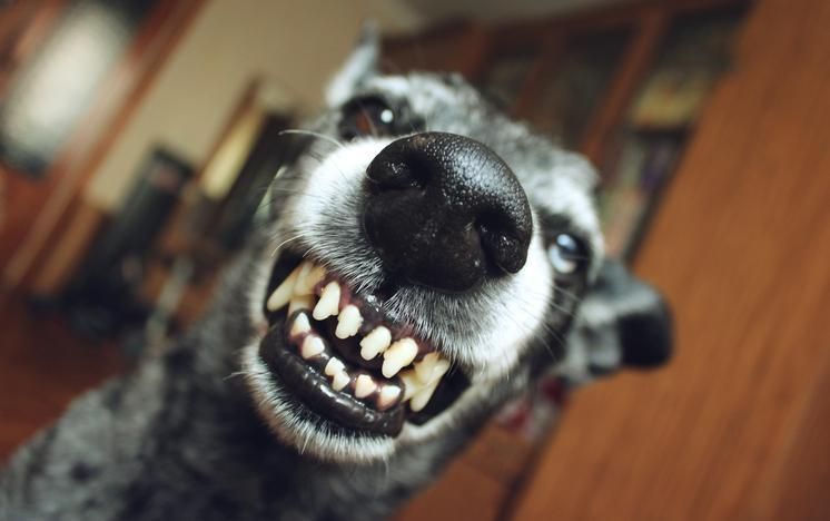 Cachorro ciumento: possessividade e proteção de recursos