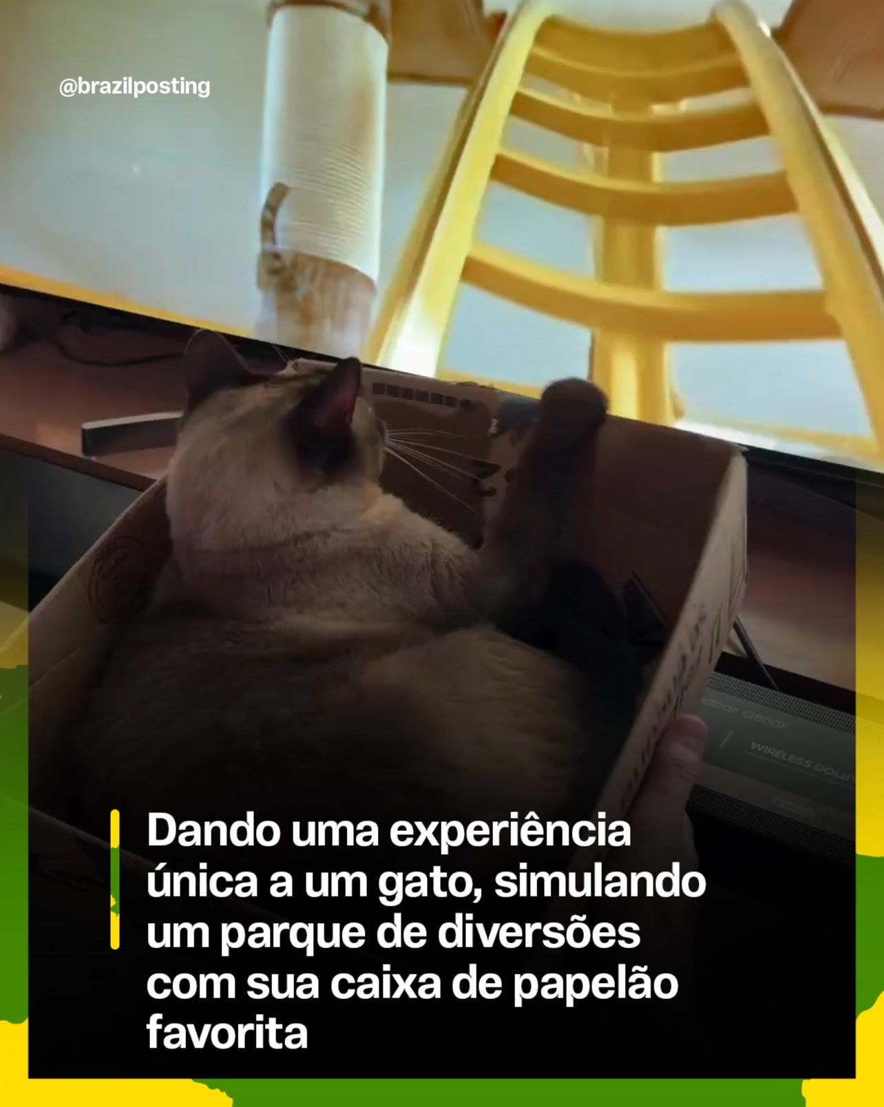 Caixa de papelão vira parque de diversões: a ciência por trás da obsessão dos gatos por caixinhas