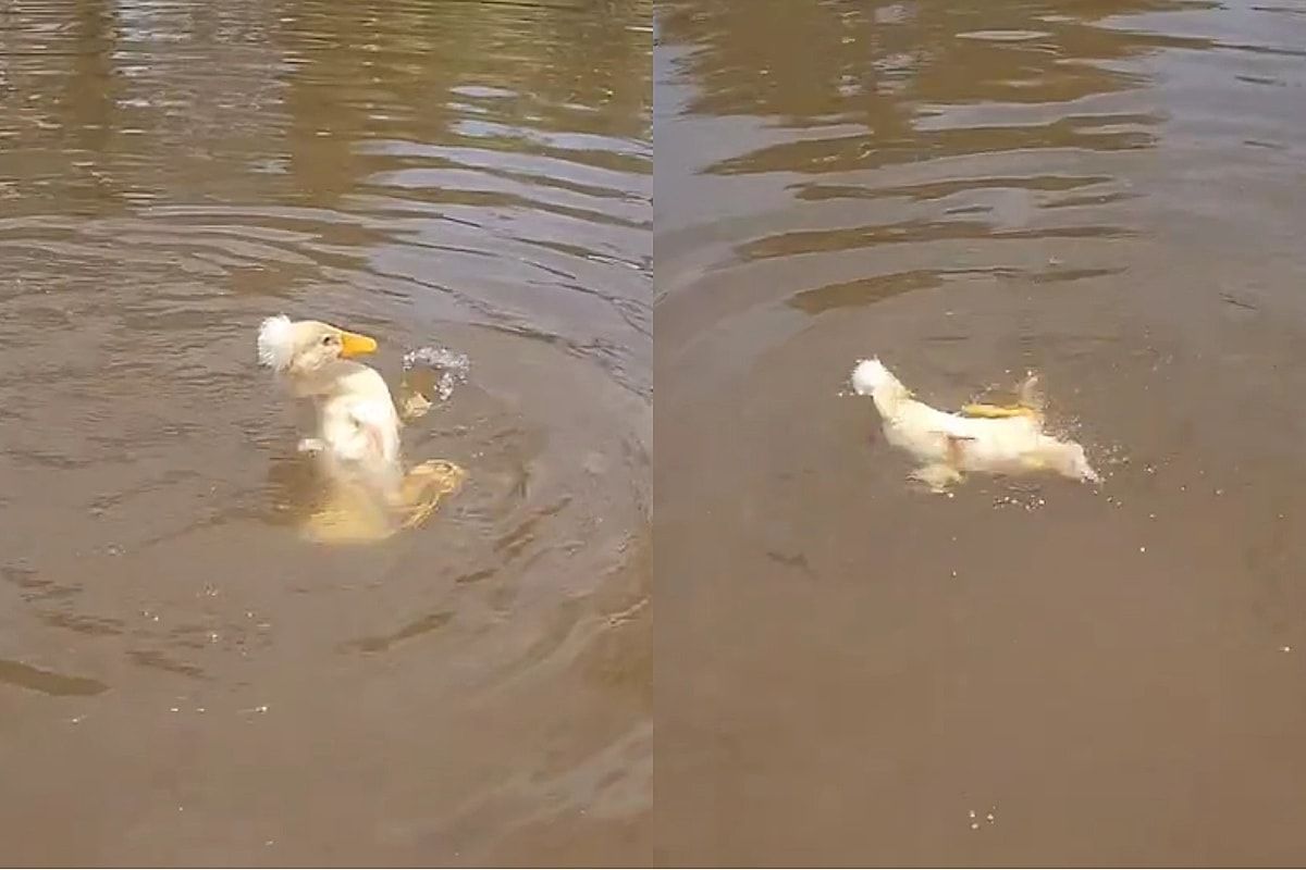 Homem fica incrédulo ao ver que seu marreco não sabe nadar: "Gente, o que é isso? Não sabe nadar, não?"