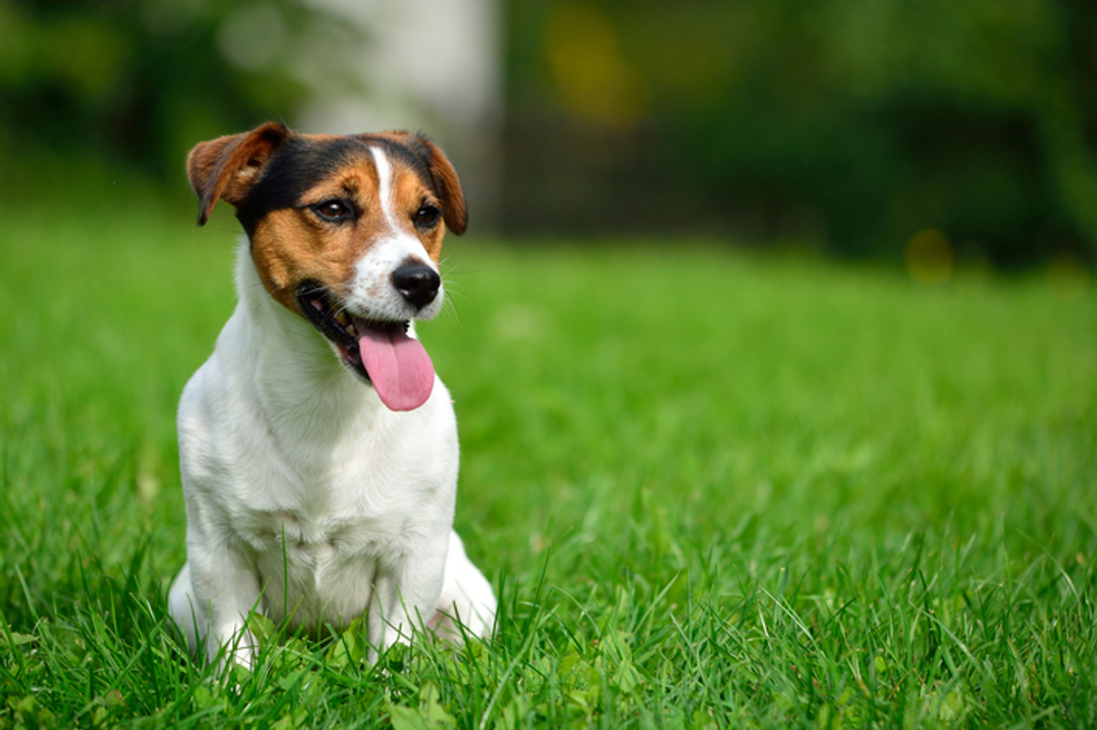 Saiba qual é a raça do cachorro do máscara