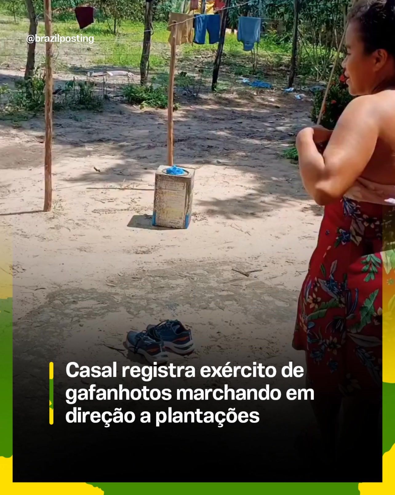 Por que gafanhotos andam em 'exército' rumo às plantações? Entomólogos explicam o fenômeno que volta a aparecer no Brasil