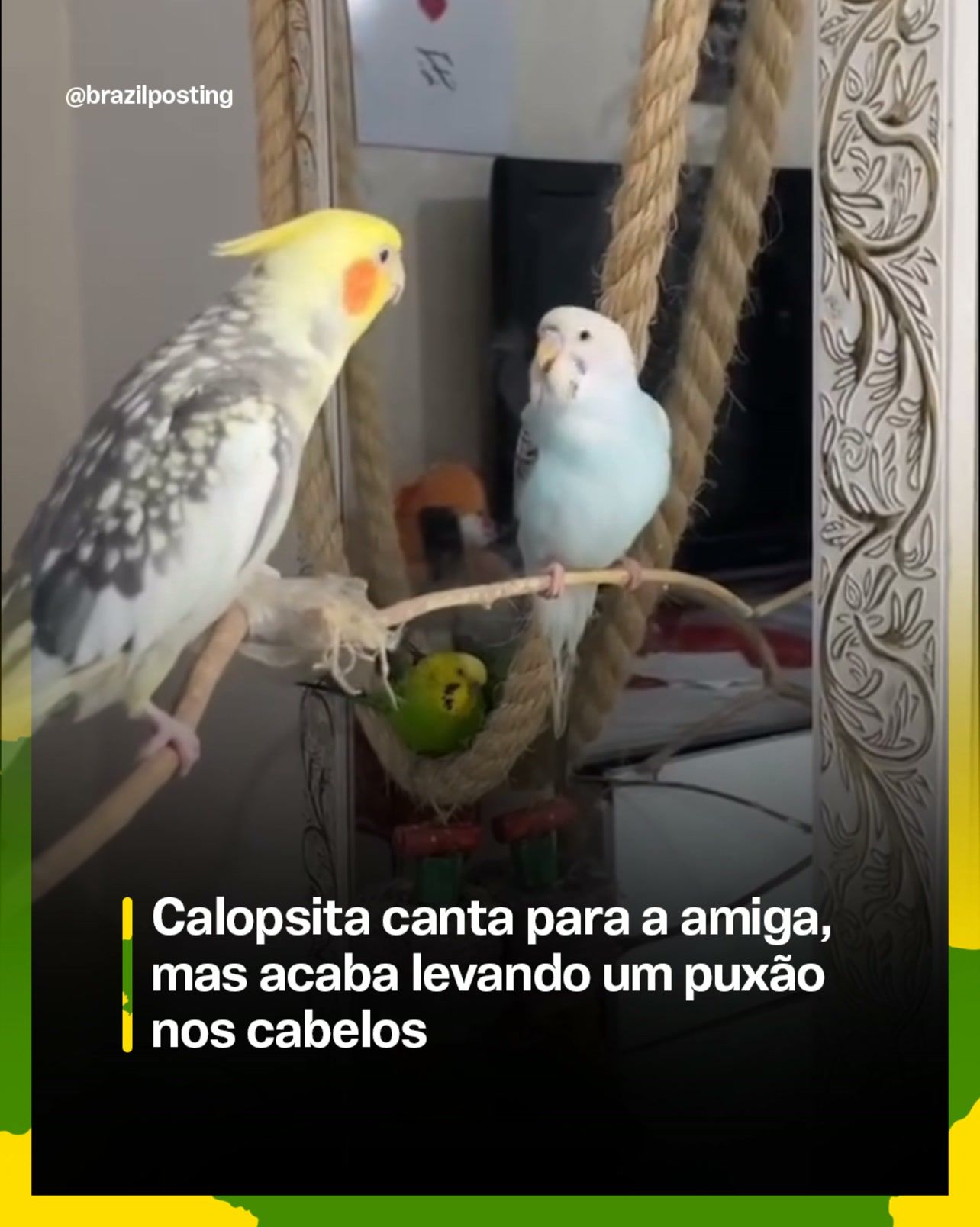 Calopsita puxando topete da amiga é real e mostra dinâmica comportamental de aves