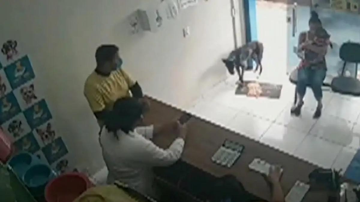 Cachorro de rua machucado entra em clínica veterinária, mostra pata e recebe atendimento; veja vídeo