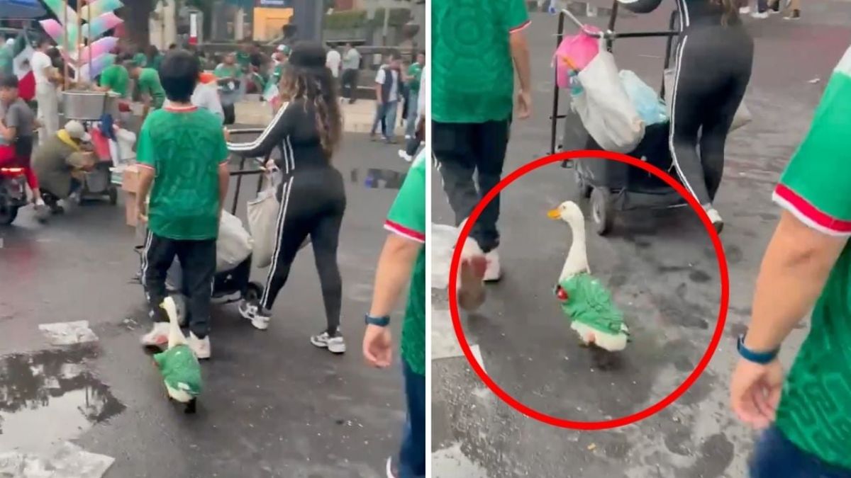 México mágico: Captan a un pato caminando por la vía pública usando una playera de la Selección Mexicana