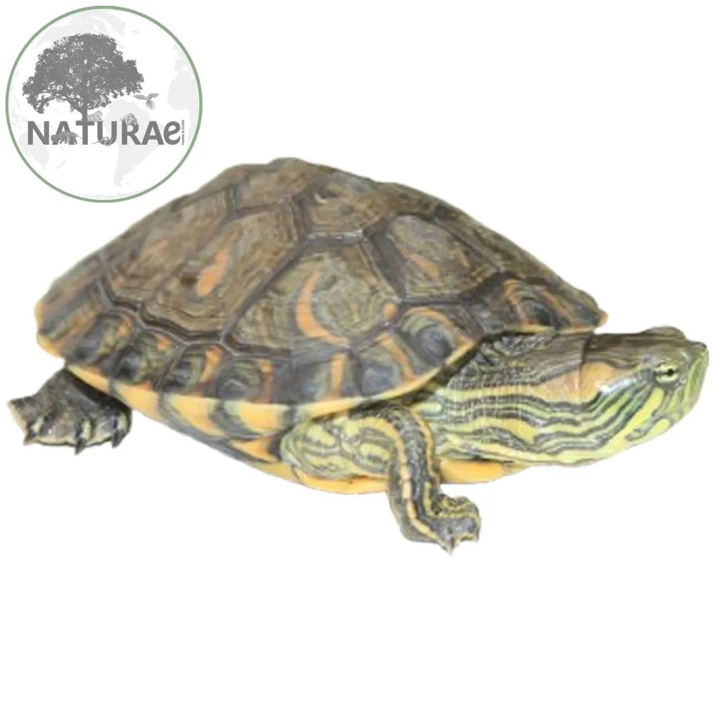 Trachemys dorbigni (Tigre d'água)