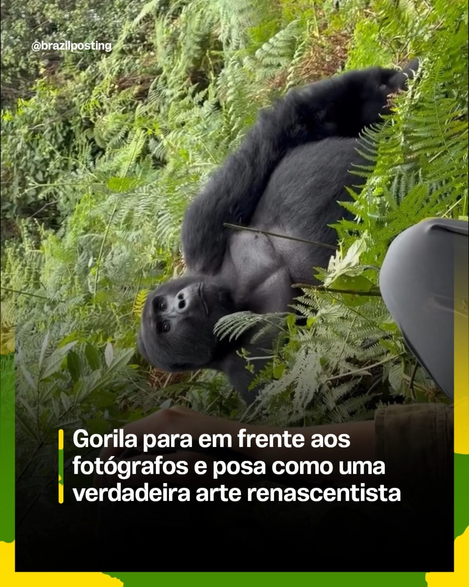 Gorila posiciona-se com elegância ao identificar fotógrafos na floresta
