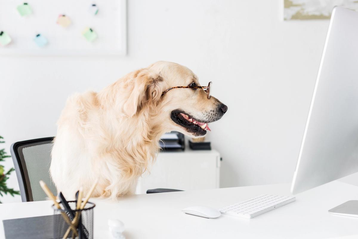 Empresa pet friendly: descubra os benefícios da companhia de animais de estimação no trabalho