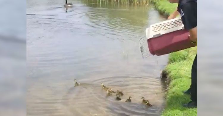 Momma Duck Adopts 10 Orphaned Ducklings In Michigan