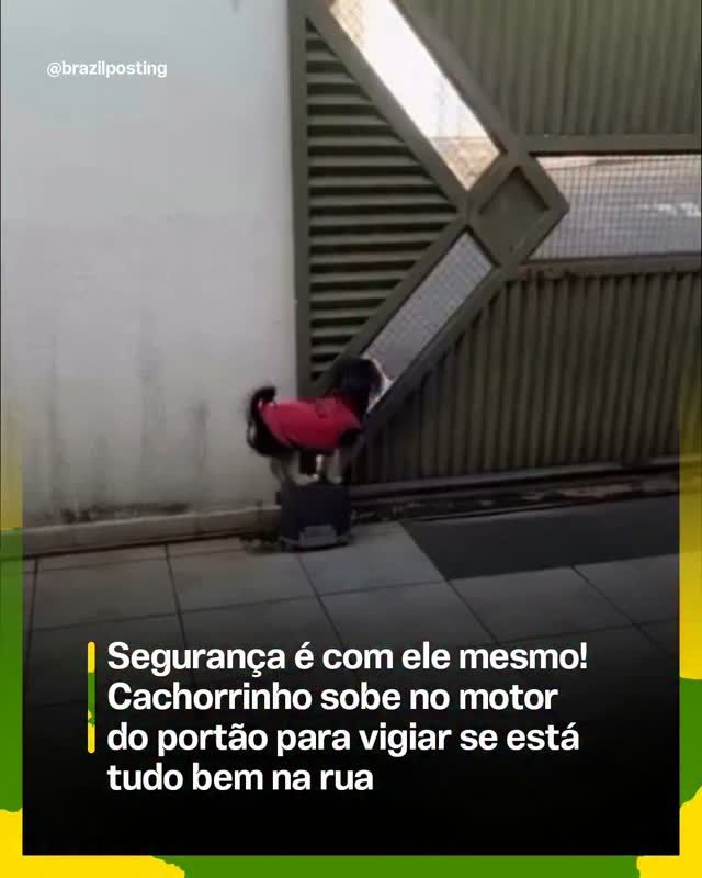 Pequeno cão encontra solução criativa para vigiar a rua do alto do portão