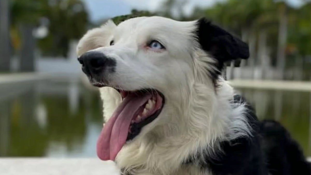 From abandoned puppy to hero: The incredible story of Tsunami