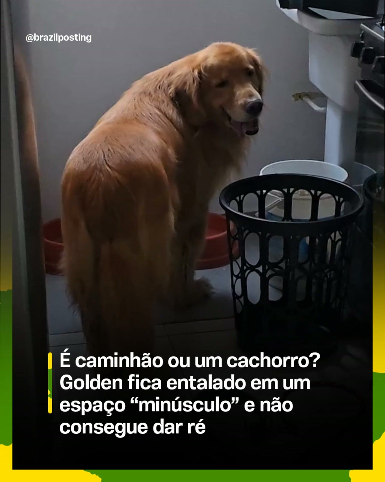 Golden Retriever preso por cesto pequeno precisa de entender o apego canino
