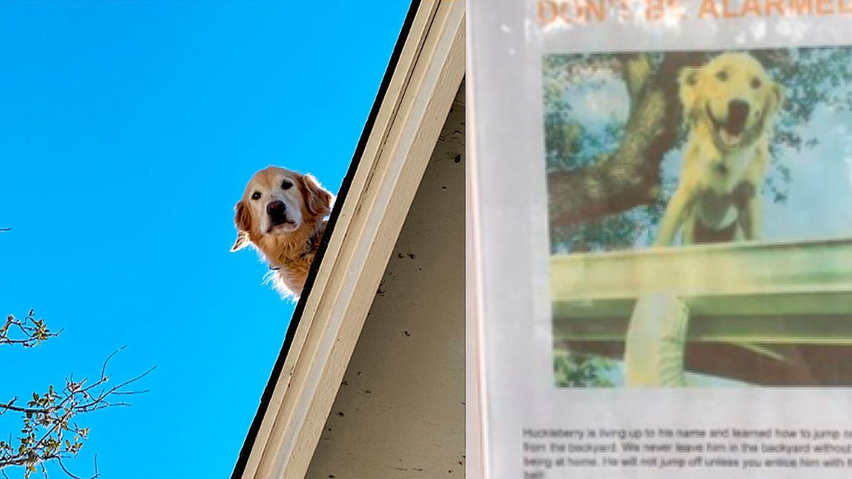 Tutora pendura placa para explicar o porquê seu cão está sempre em cima do telhado