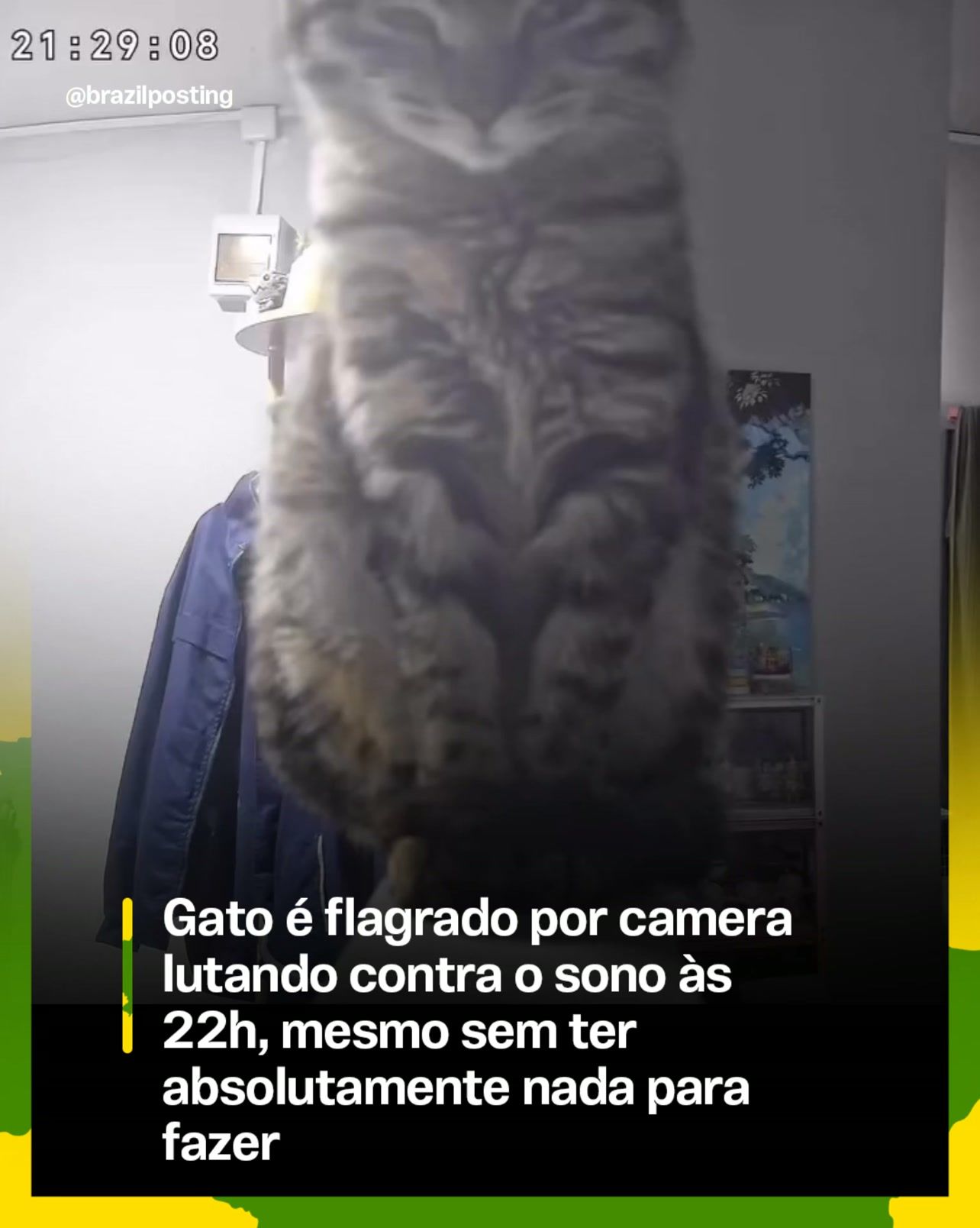 Gatos piscam lentamente não só de sono: entenda o que significa