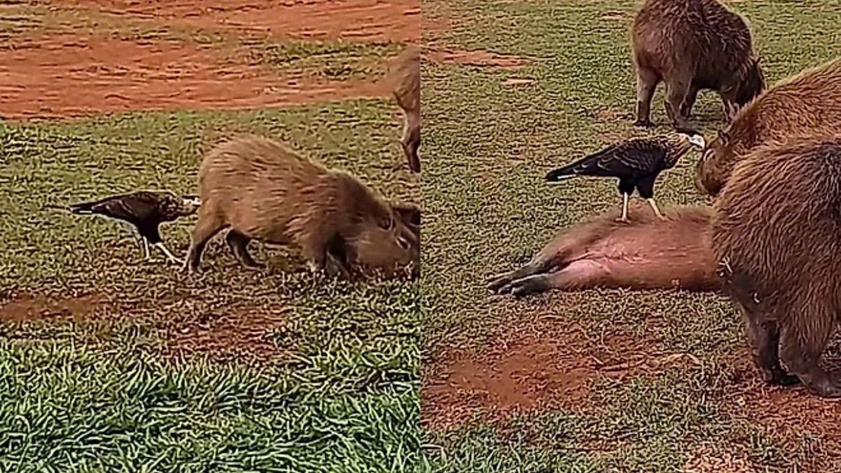 De longe, mulher flagra capivaras virando de barriguinha para o falcão e vídeo encanta