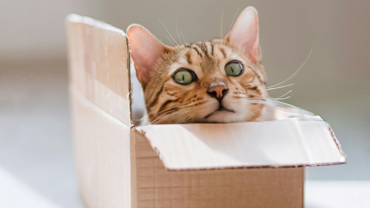 Por que os gatos amam se meter em caixas? Esta é a explicação da ciência