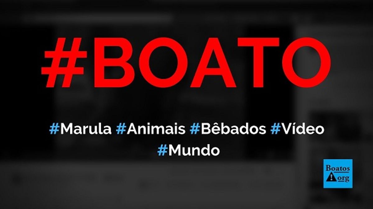 Animais ficam bêbados após comer fruta chamada Marula (Amarula) #boato