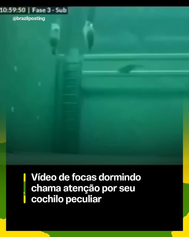 Por que focas dormem 'em pé' debaixo d'água: o cochilo peculiar tem nome científico e meio cérebro de plantão