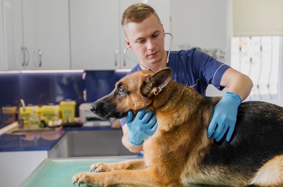 Medo de veterinário: como deixar o cão tranquilo?