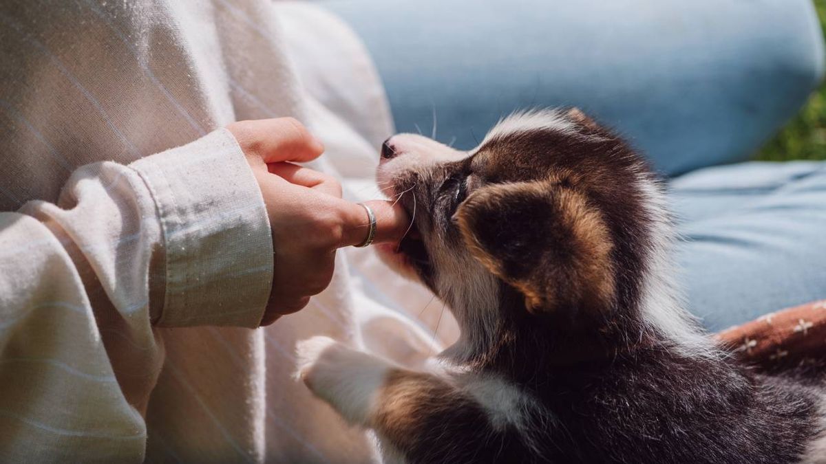 Você percebe ou não? Seu cão copia seus comportamentos e personalidade no dia a dia
