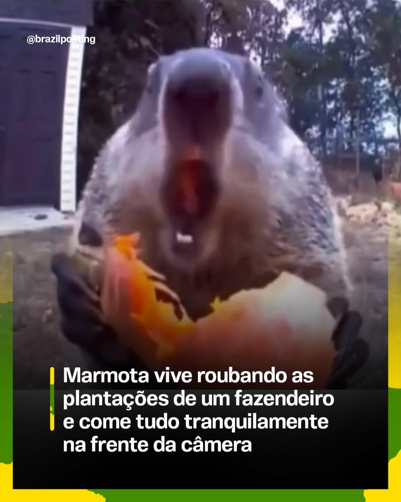 A história checa: marmota 'debochada' devora a horta de Jeff Permar há mais de 6 anos em Delaware (e ele adora)