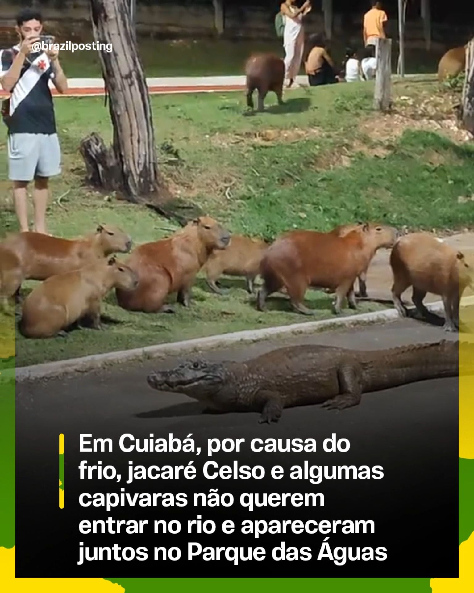 Jacaré Celso e capivaras do Parque das Águas buscaram abrigo no frio de julho em Cuiabá