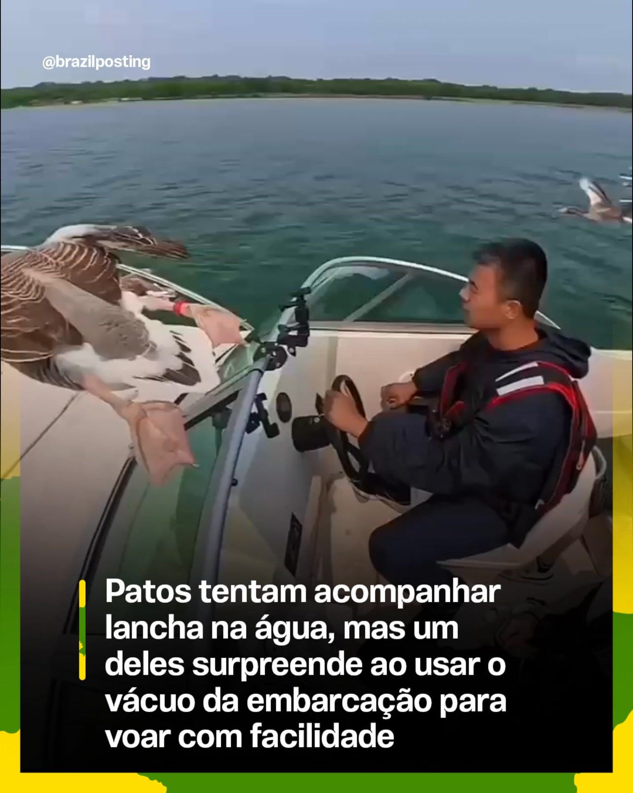 O ganso que 'pegou carona' no para-brisa da lancha não está fazendo mágica: é aerodinâmica pura