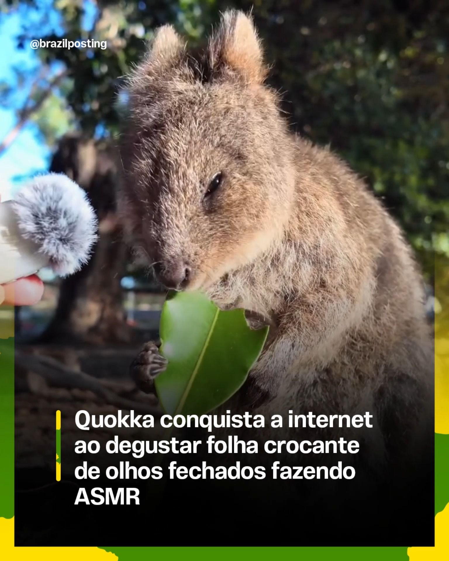 Quokka: o animal que parece sorrir e viraliza com vídeos fofos de ASMR