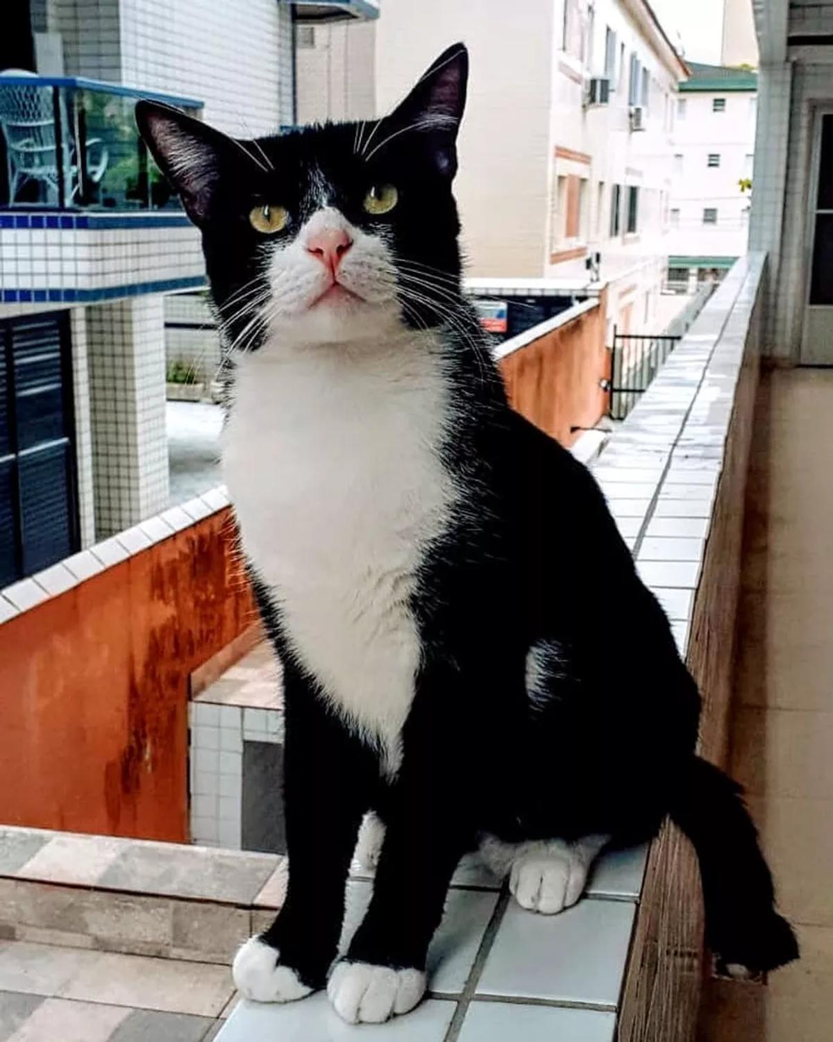 Gato fujão se esconde em motor de carro no litoral e pega 'carona' até São Paulo