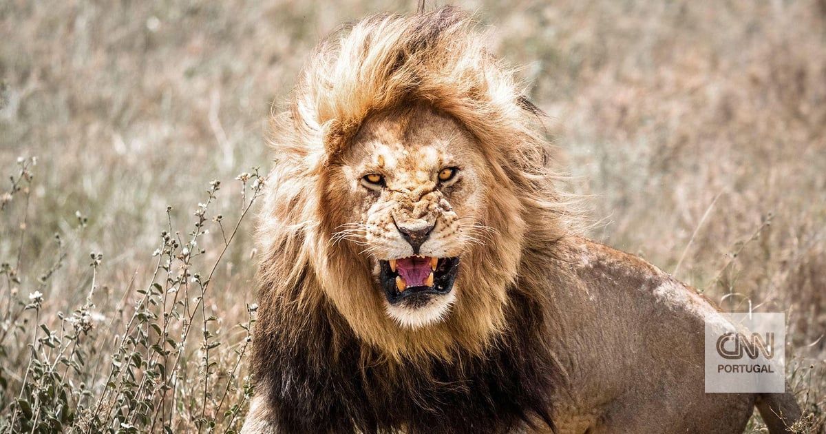 De repente você está cara a cara com um leão na selva. O que faz a seguir?