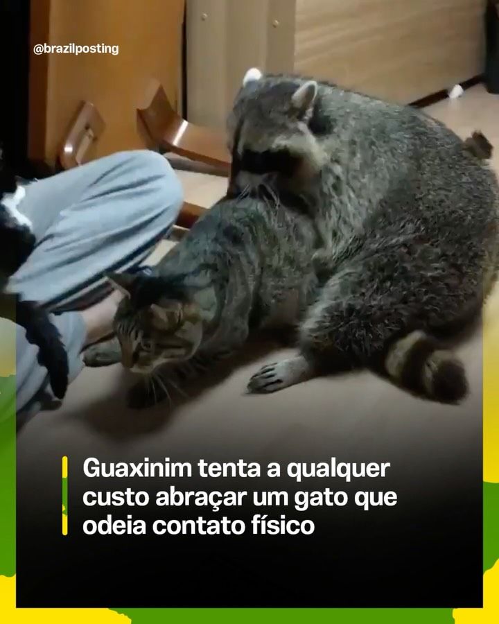 Guaxinim tenta abraçar gato avesso ao toque: comportamento comum entre espécies