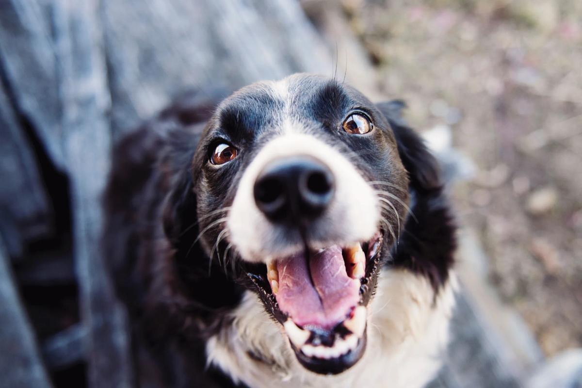 Zoomies: entenda 