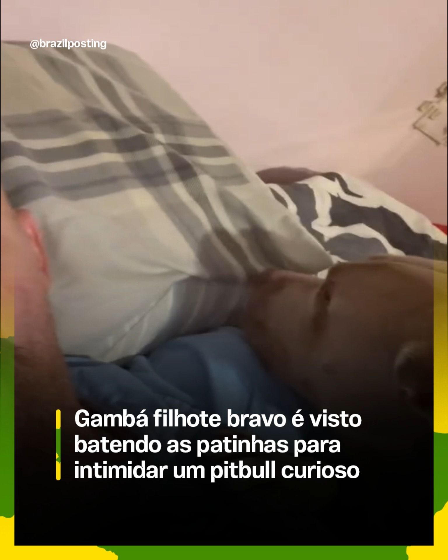 O gambá filhote que encarou o pitbull: por que esses pequenos marsupiais têm tanta coragem (e o que está por trás desse comportamento)