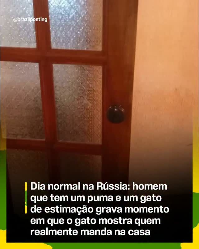 Gato doméstico monta em puma dentro de casa na Rússia
