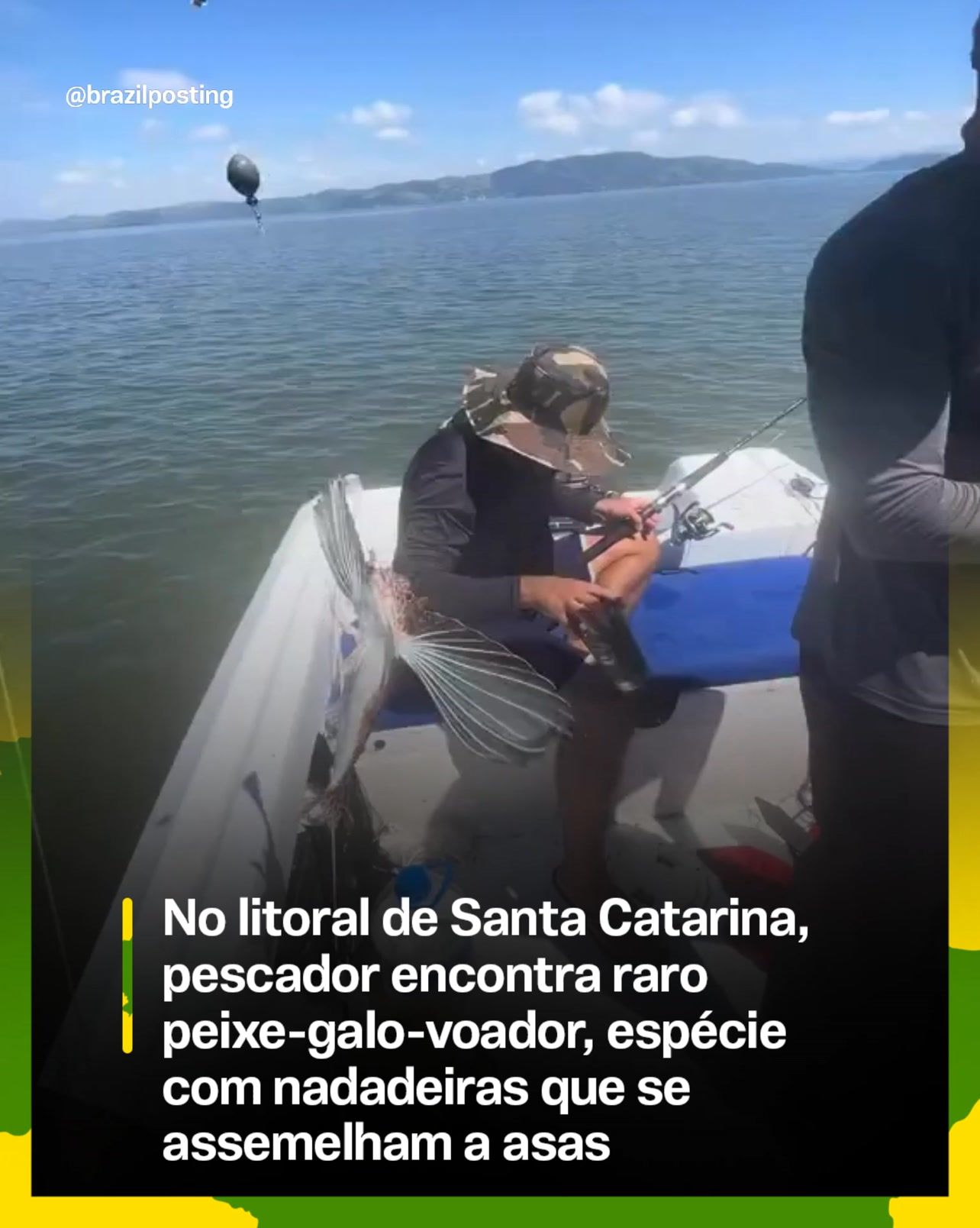 Pescador fisga peixe-galo em Itajaí e vídeo viraliza: entenda a espécie de 'asas' prateadas que apareceu no litoral de SC
