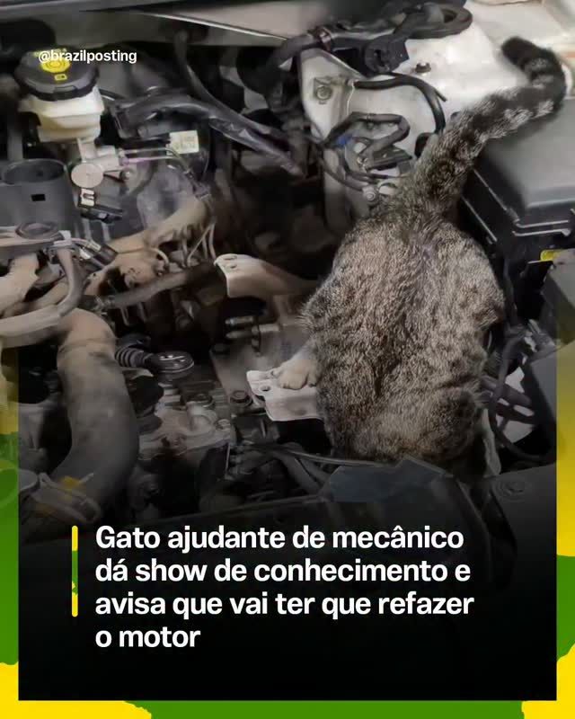 Por que gatos se comportam como curiosos inspetores do ambiente, de oficinas a escritórios