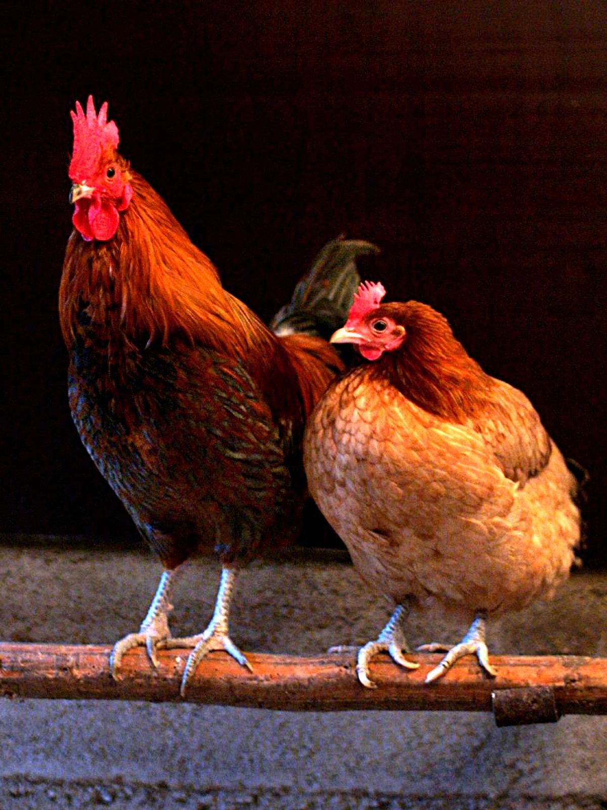 Galinha (verbete)