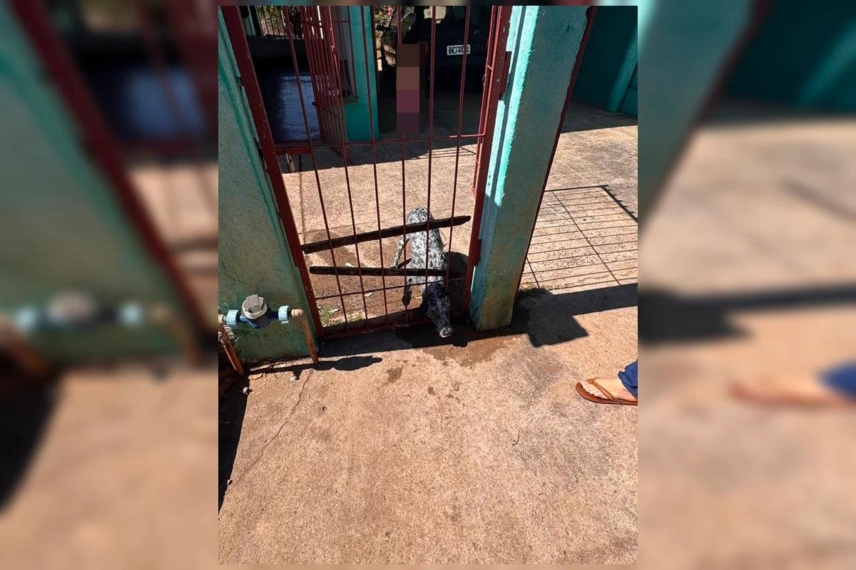 Cachorro é resgatado após ficar com cabeça presa em portão