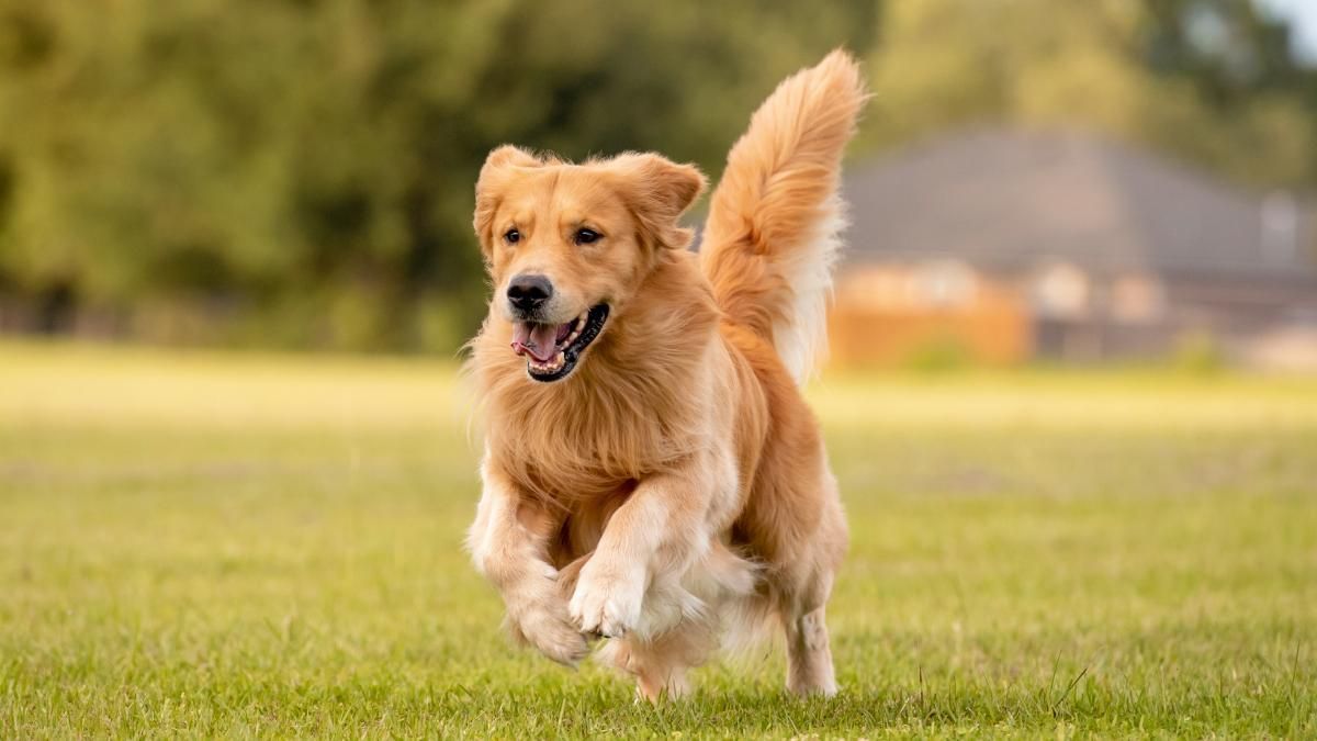 Personalidade do Golden Retriever: guia completo