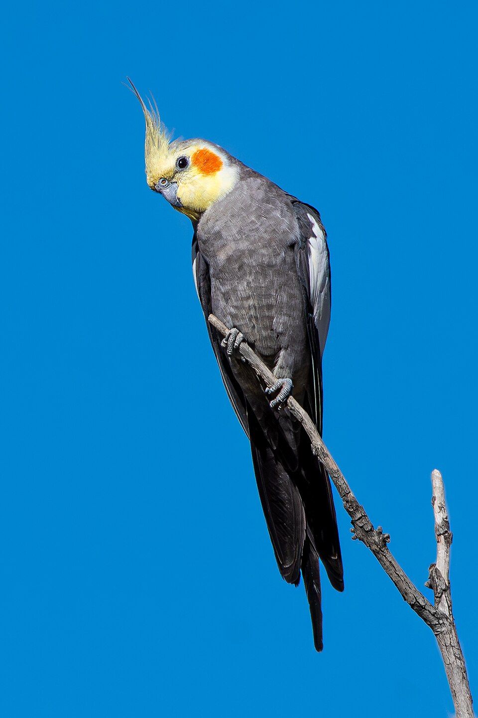 Nymphicus hollandicus