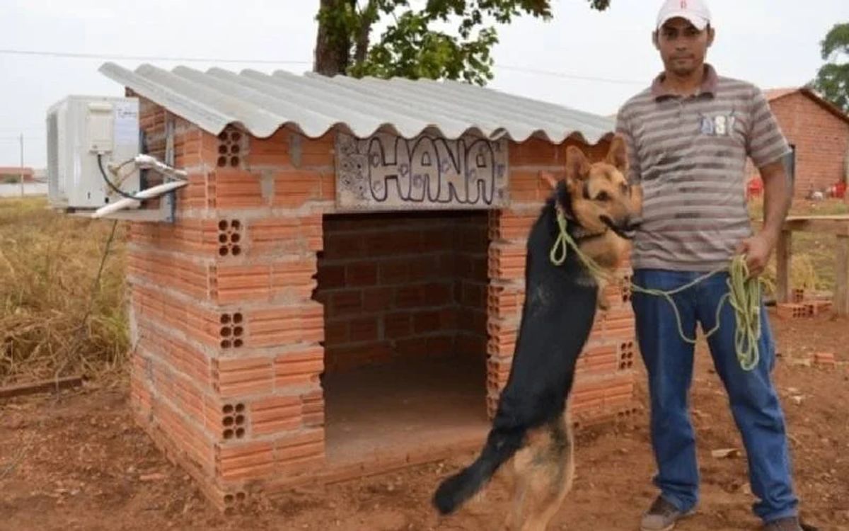 Cachorro ganha casinha com ar-condicionado para enfrentar o calor