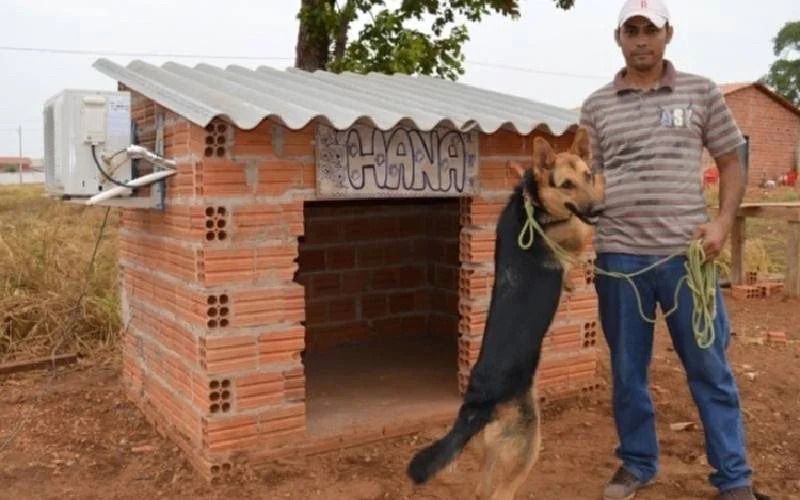 Cachorro ganha casinha com ar-condicionado para enfrentar o calor