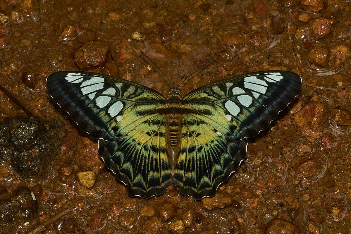 Puddling (behavior)