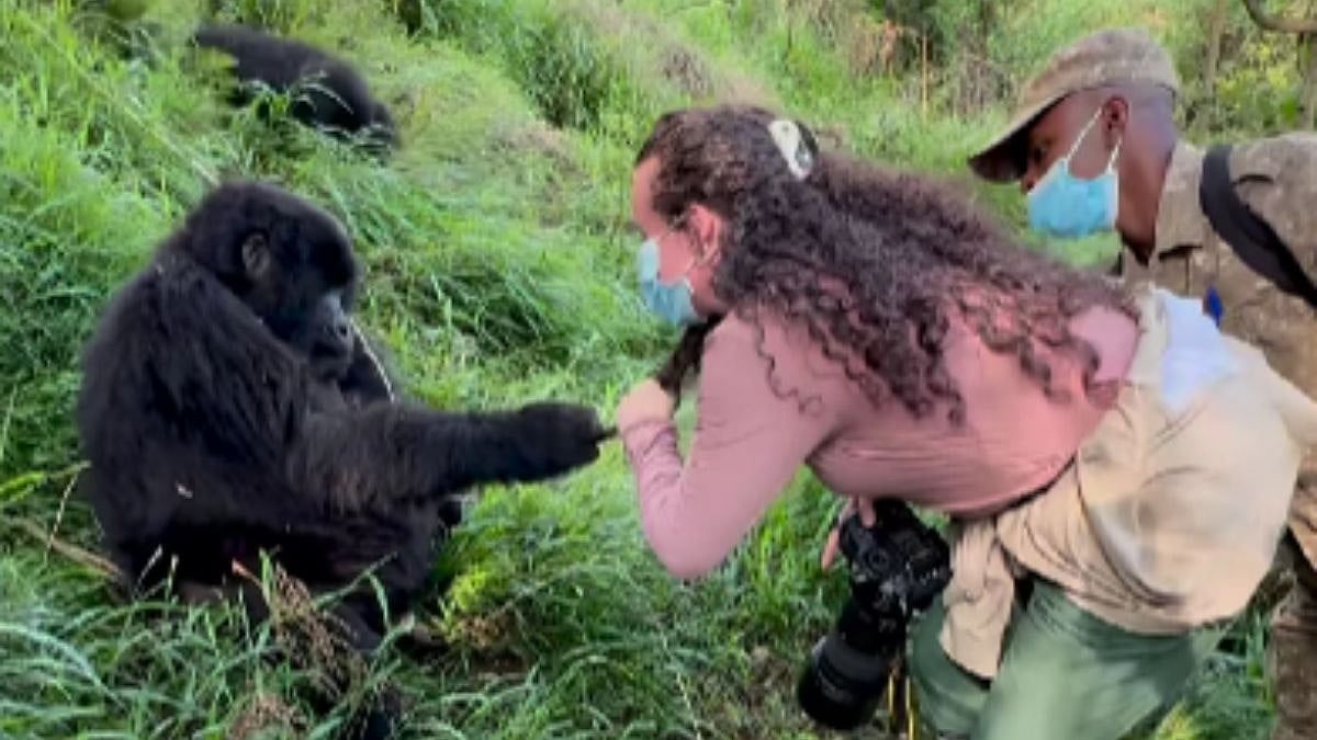 Male Gorilla Grabs Woman's Hair, Gets Beaten By Female Gorilla, Hilarious Video Goes Viral