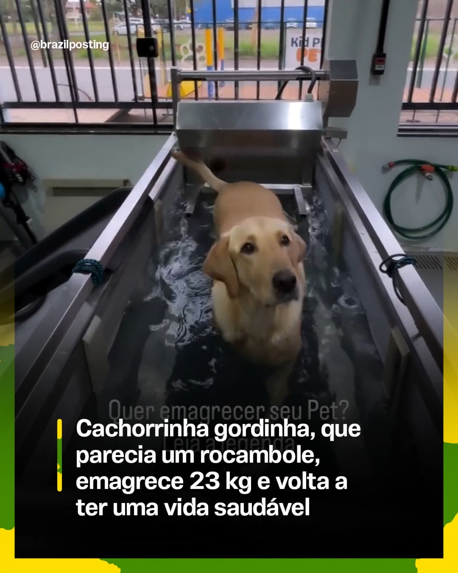 A labrador que mal conseguia se mover perdeu 23 kg com hidroterapia e virou inspiração para donos de cães obesos no Brasil
