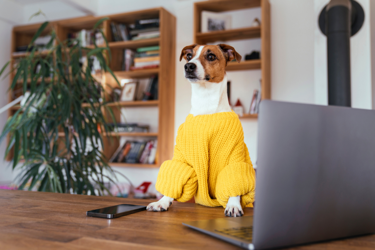 Cachorro realmente precisa usar roupa no frio? Veterinária esclarece