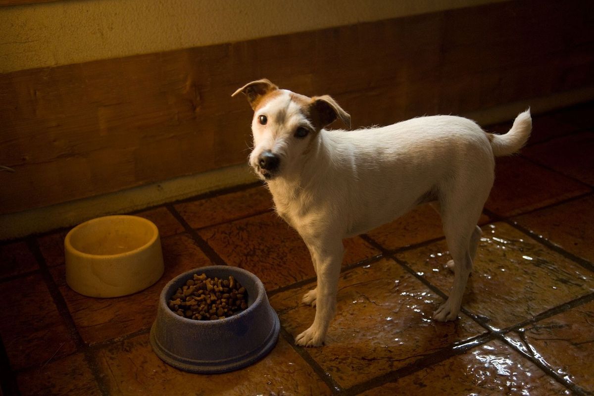 Por que os cachorros fazem xixi em suas tigelas e outros comportamentos explicados