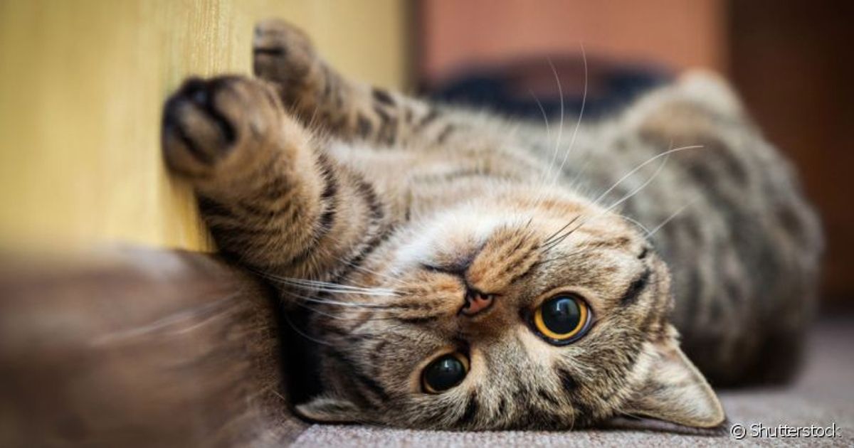 Gatos sentem culpa e remorso? Descubra se esses sentimentos fazem parte do universo felino!